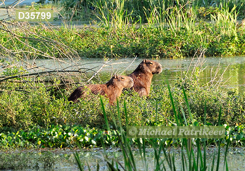 Capybara (Hydrochoerus hydrochaeris)